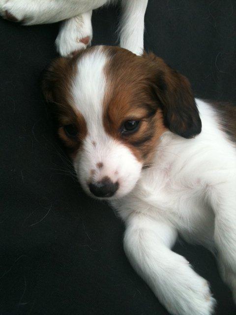 Kooikerhondje Maggie - Kun 7.uger gammel billede 14