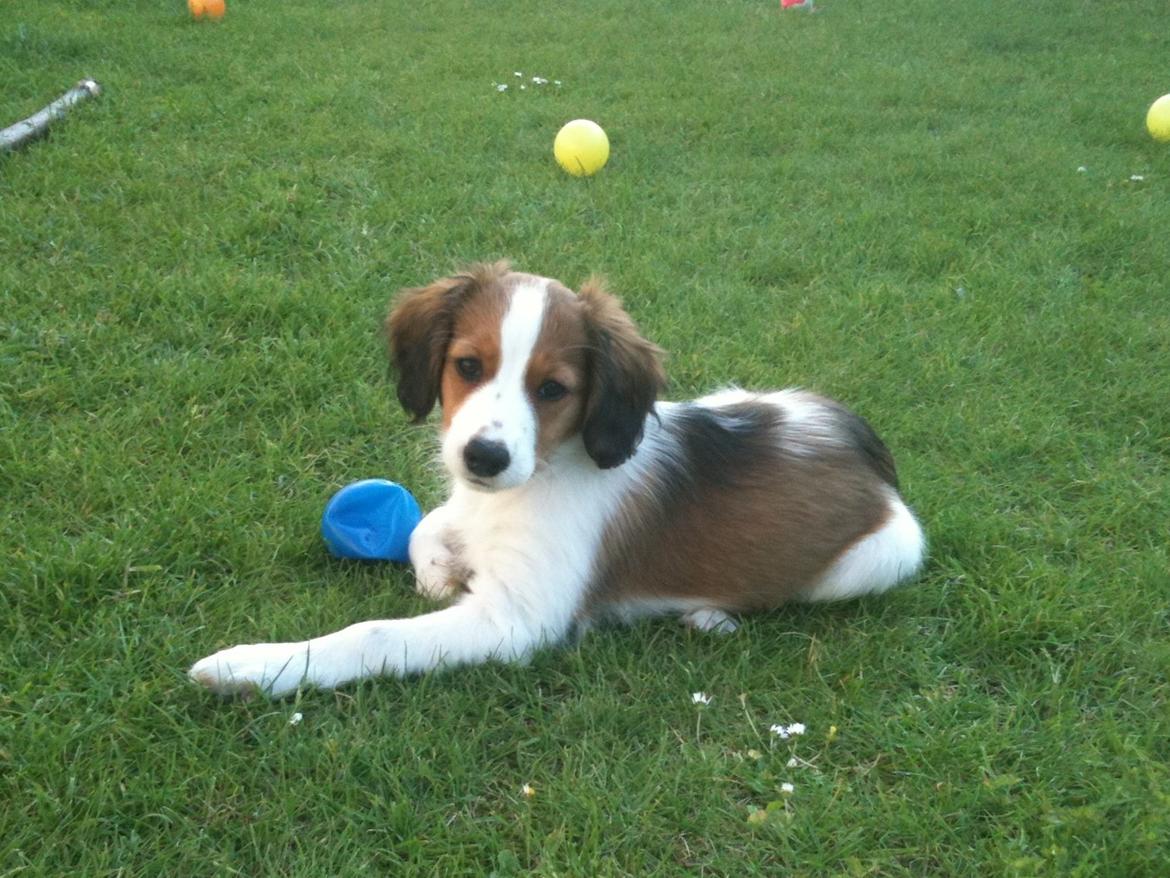 Kooikerhondje Maggie - Jeg elsker at ligge ude i min dejlige have billede 13