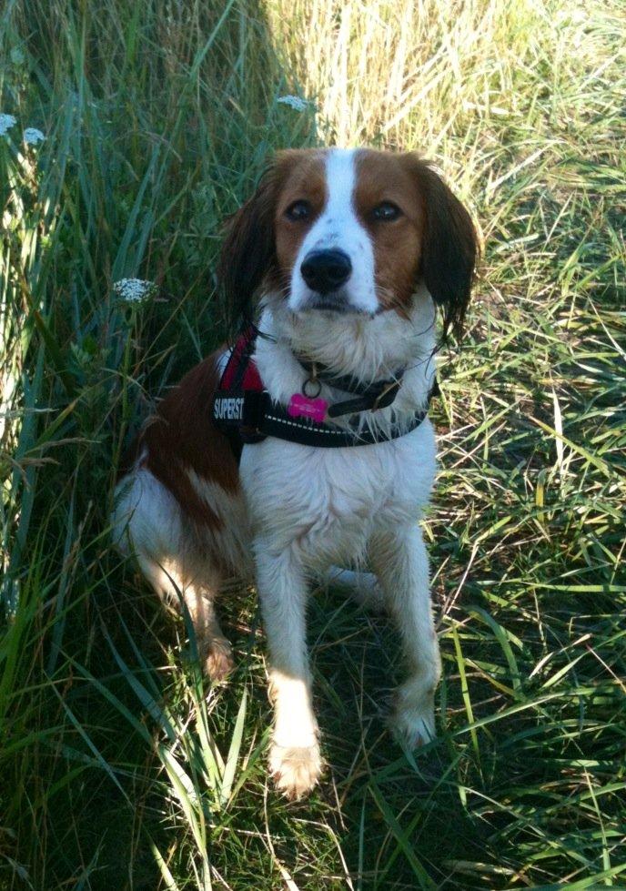 Kooikerhondje Maggie - Billede fra Middelfart efter soppetur billede 10