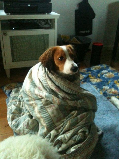 Kooikerhondje Maggie - Efter svømmetur, det var ret koldt hvem tænder brændeovnen?? billede 15