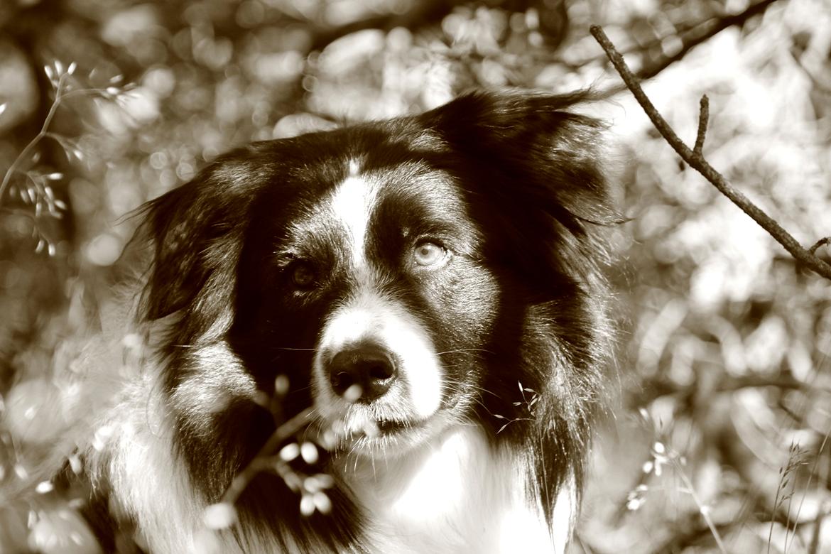 Border collie Matti - <3 Matti <3 billede 3