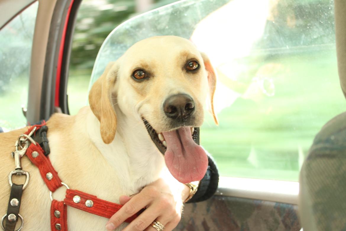 Blanding af racer Freja - Man kan se gensynsglæden i hendes øjne, efter en uge i hundesitning ved min veninde :) 14.07.12 billede 11