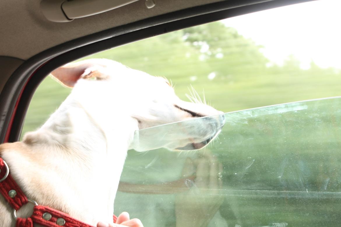 Blanding af racer Freja - Det kilder med al den luft i ørene! 14.07.12 billede 12