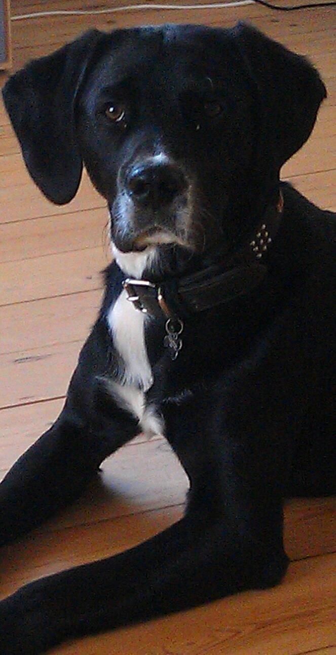 Blanding af racer Yoda - Ca. 1 år. billede 1