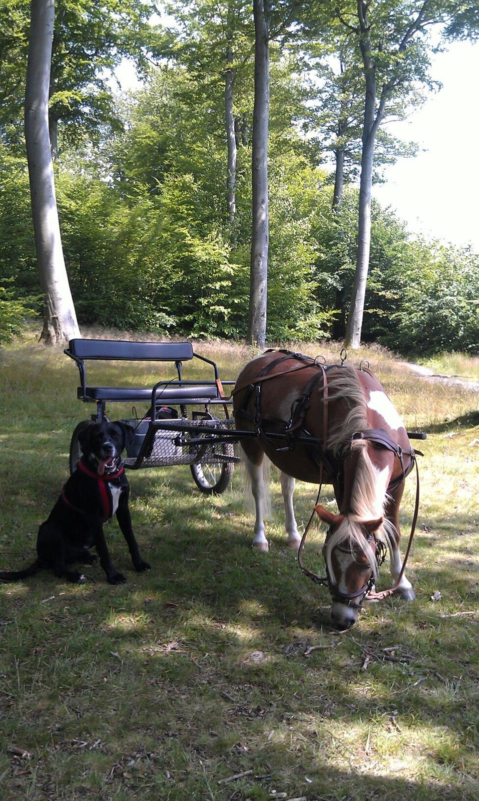 Blanding af racer Yoda - Yoda og min pony Stuart. Vi er flere gange i ugen ude at køre på denne måde :) billede 2