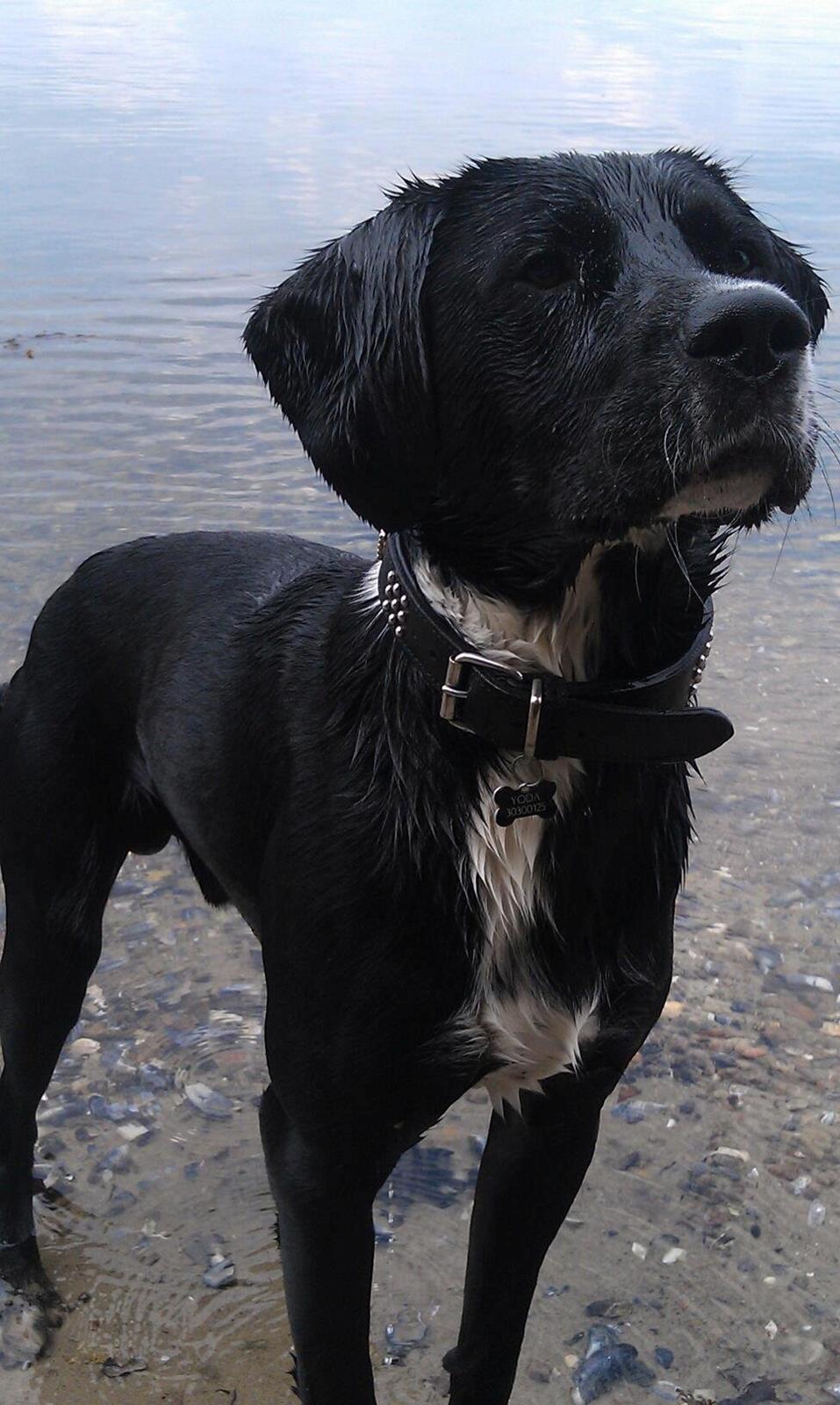 Blanding af racer Yoda - En dejlig våd hund! billede 3