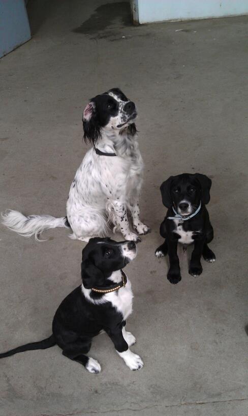 Blanding af racer Yoda - Yoda, bror Temmi og deres far - Sirius Black (kan ses her på hundegallleri) billede 14