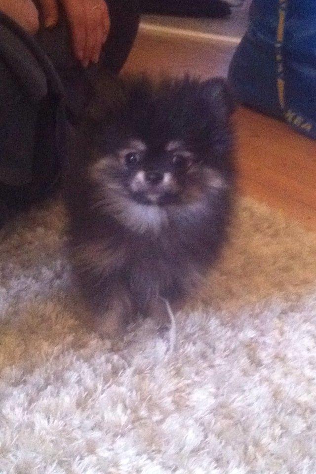 Pomeranian Baby billede 16