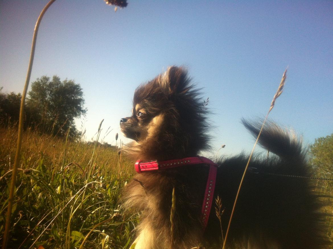 Pomeranian Baby billede 17