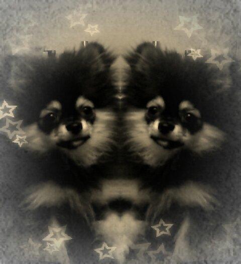 Pomeranian Baby billede 18