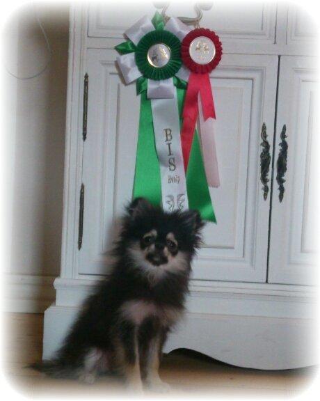 Pomeranian Baby - "Ugly" poms i pels skift :)
Men fin nok til præmier. billede 19