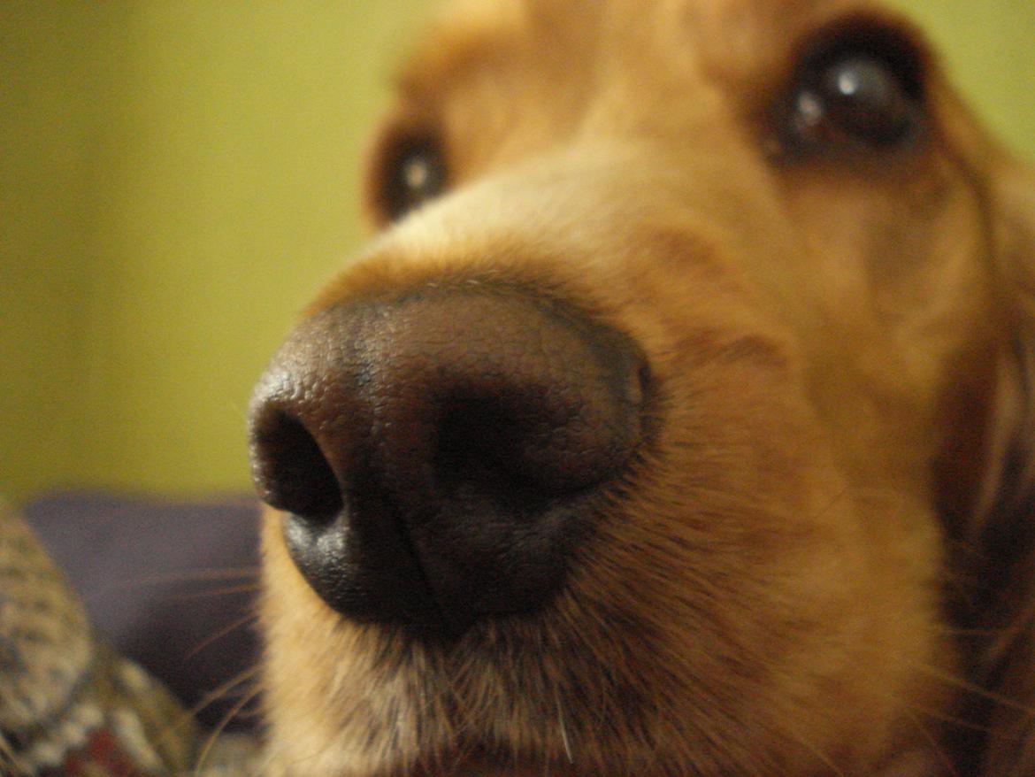 Cocker spaniel Bella (abeungen) - Duft duft! billede 16