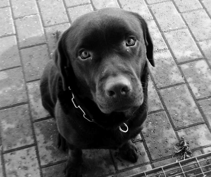 Labrador retriever Max (Verdens bedste hund) <3 - Kender ikke noget blik der kan slå dette!<3 billede 2