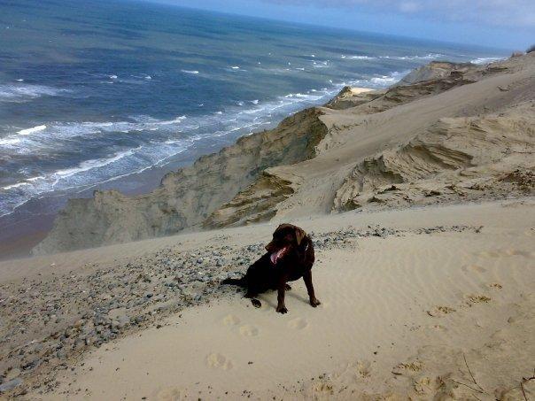 Labrador retriever Max (Verdens bedste hund) <3 billede 14