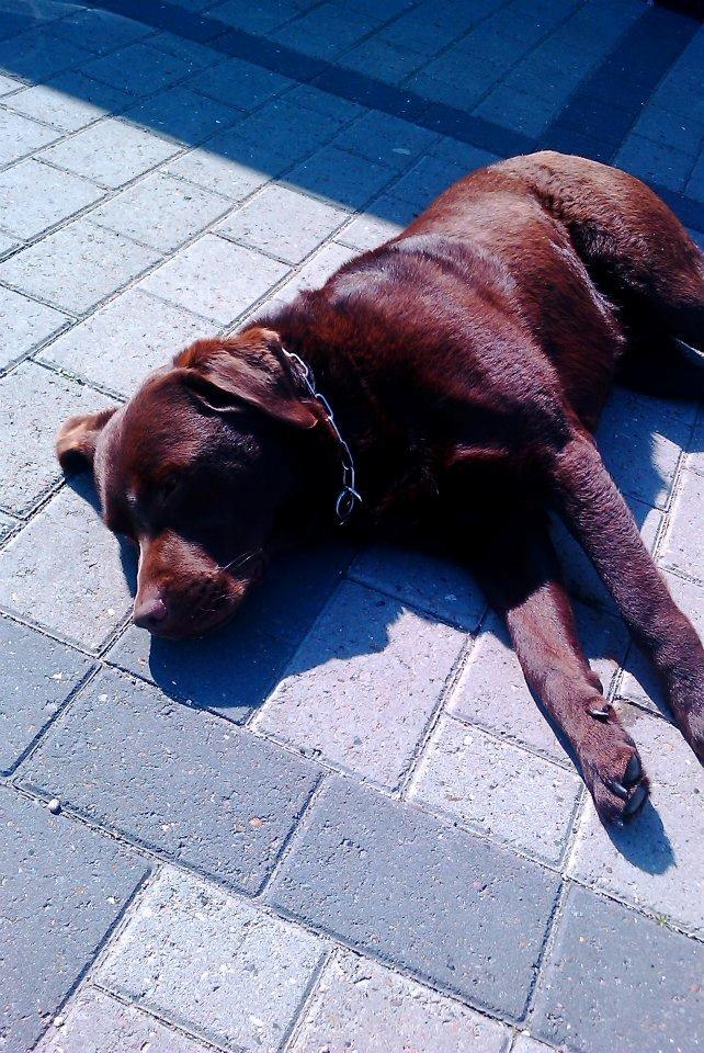 Labrador retriever Max (Verdens bedste hund) <3 billede 19