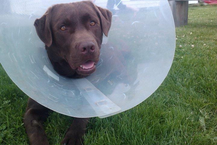 Labrador retriever Max (Verdens bedste hund) <3 billede 21