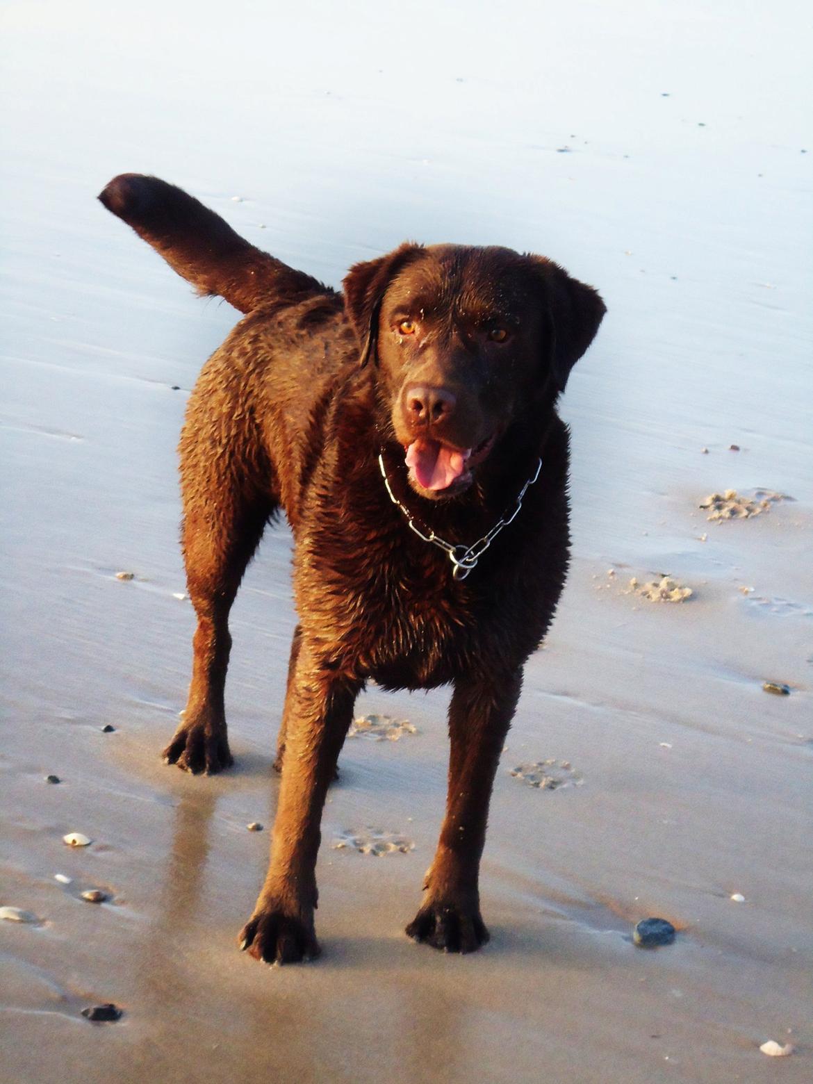Labrador retriever Max (Verdens bedste hund) <3 - Ingen smukkere end dig<3 billede 7