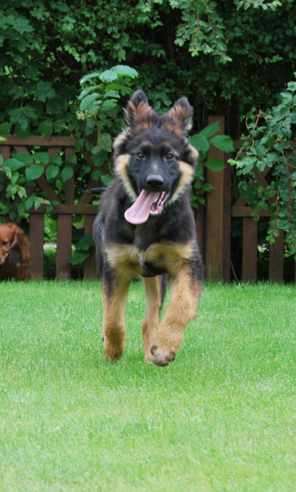 Schæferhund Kato billede 11