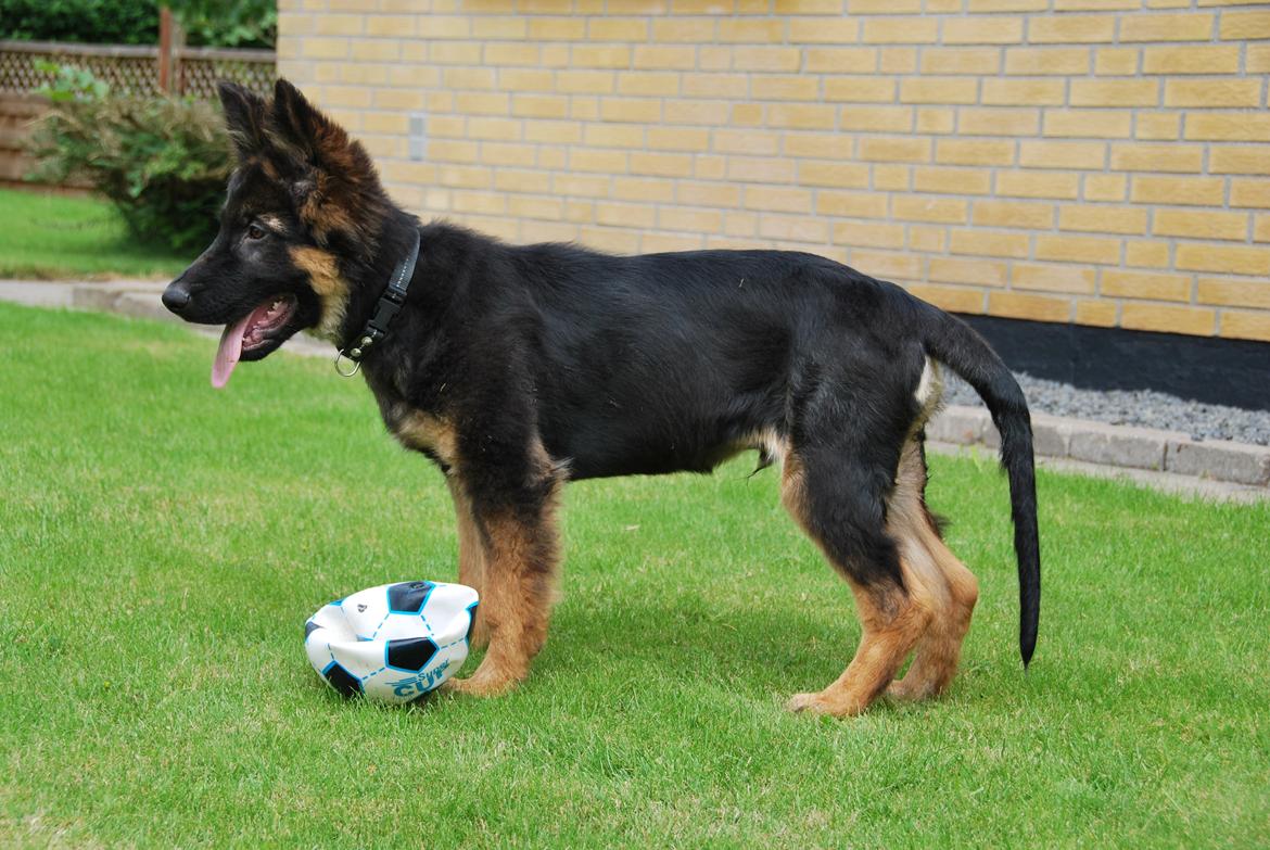 Schæferhund Kato billede 12