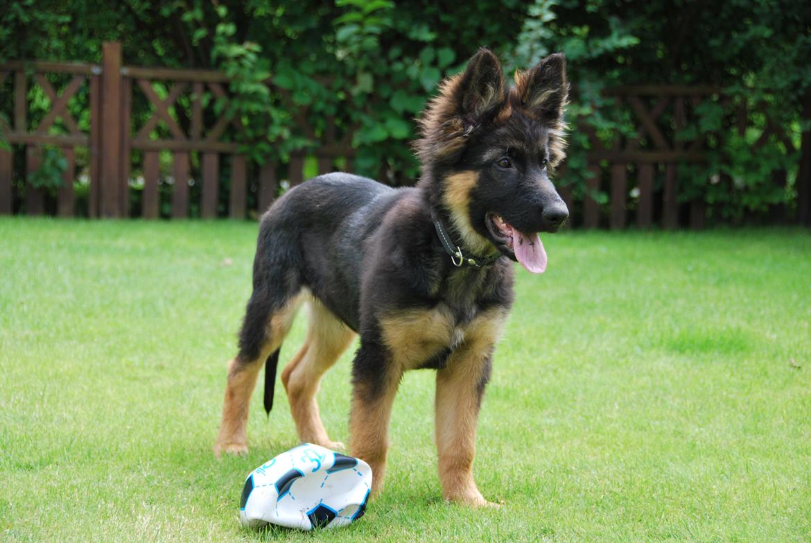 Schæferhund Kato billede 2