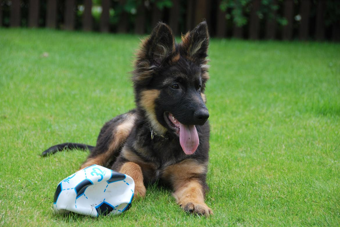 Schæferhund Kato billede 10