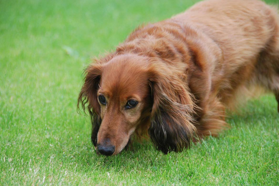 Gravhund Bastian / Basse billede 16