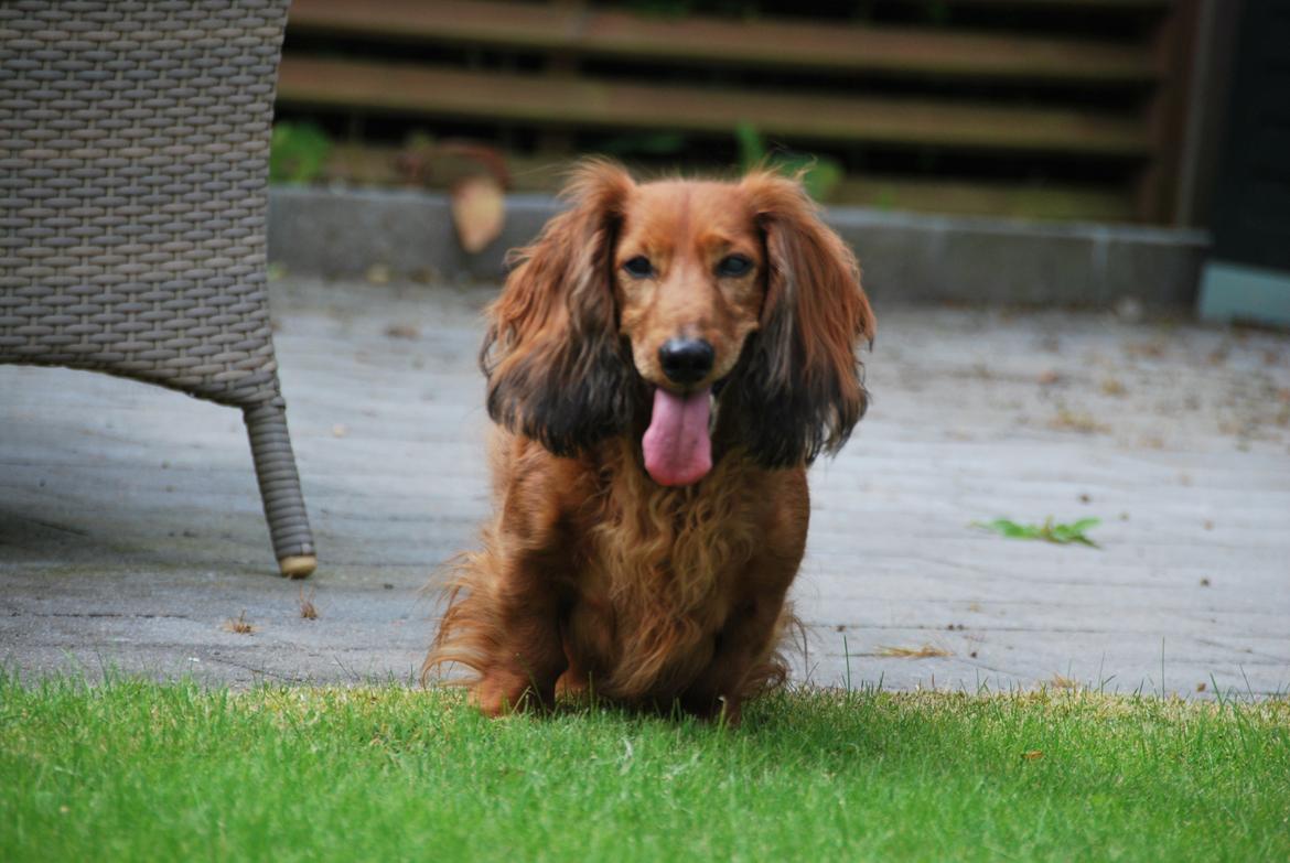 Gravhund Bastian / Basse billede 17