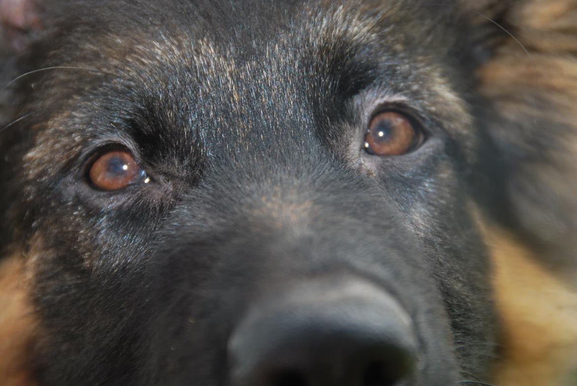 Schæferhund Kato billede 13