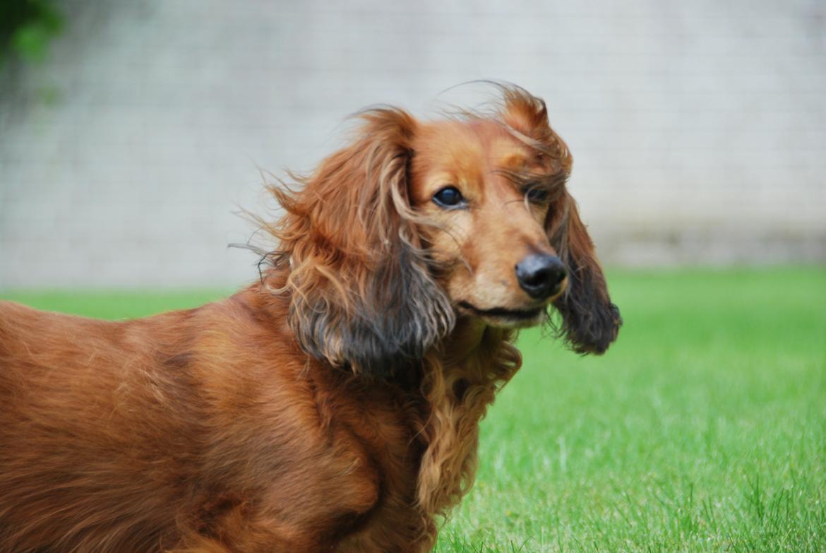 Gravhund Bastian / Basse billede 9