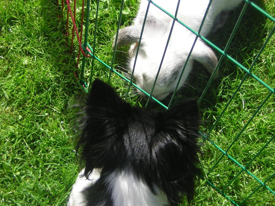 Chihuahua Mille <3 billede 15