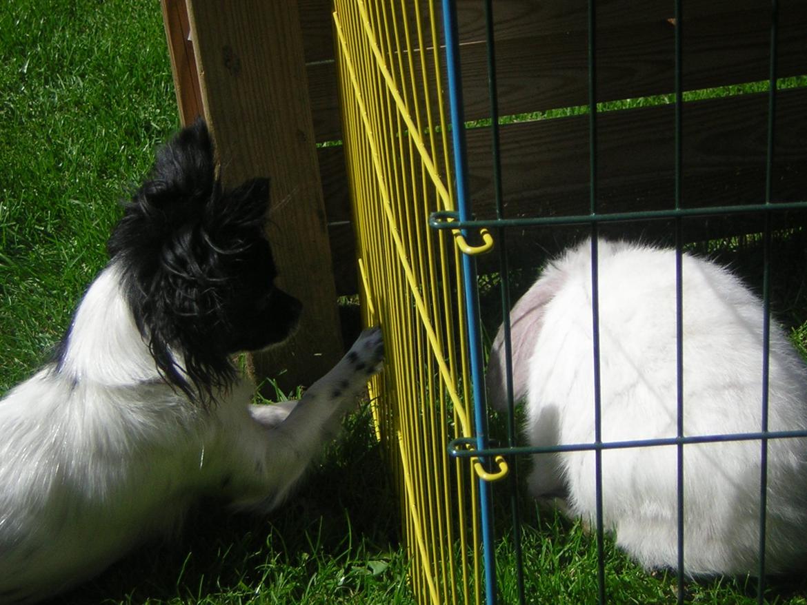 Chihuahua Mille <3 billede 16