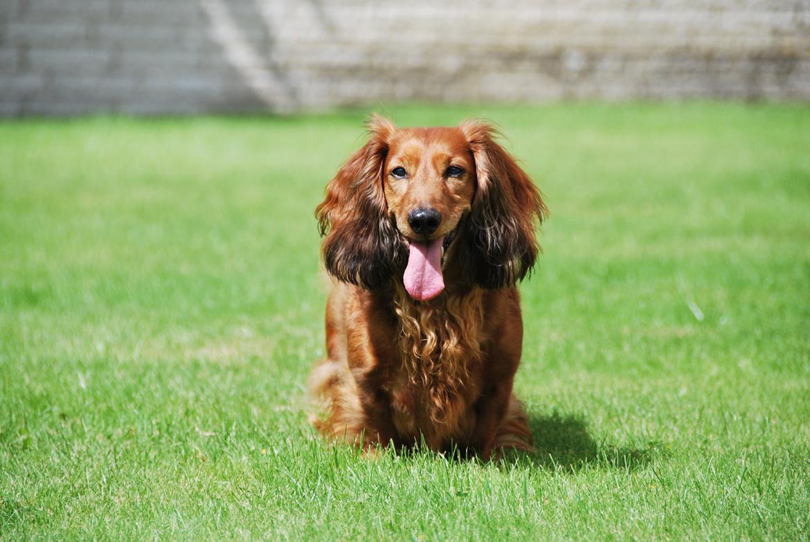 Gravhund Bastian / Basse billede 18