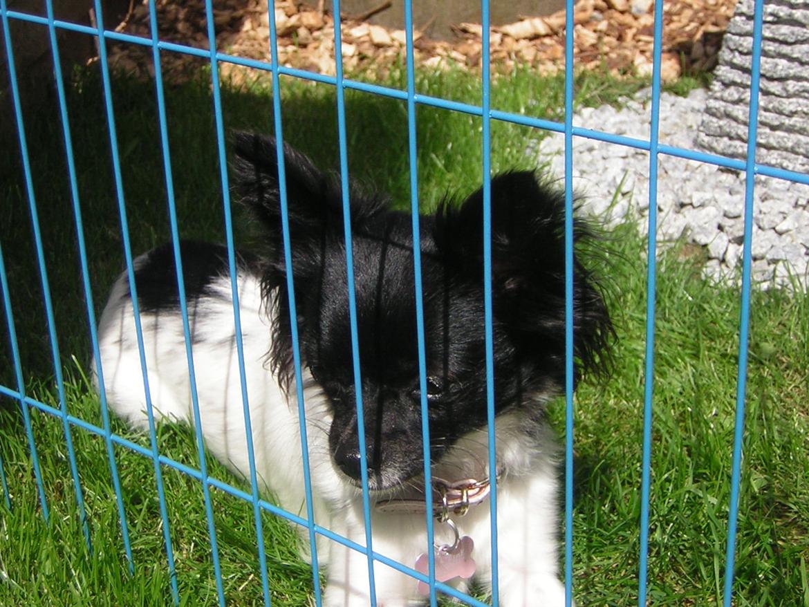 Chihuahua Mille <3 billede 17