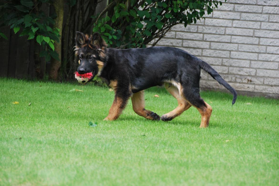 Schæferhund Kato billede 14