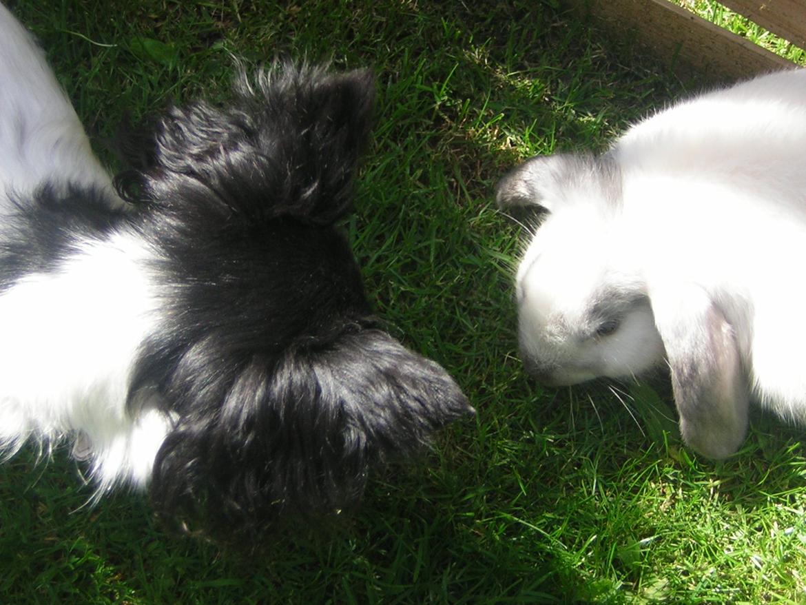 Chihuahua Mille <3 billede 18