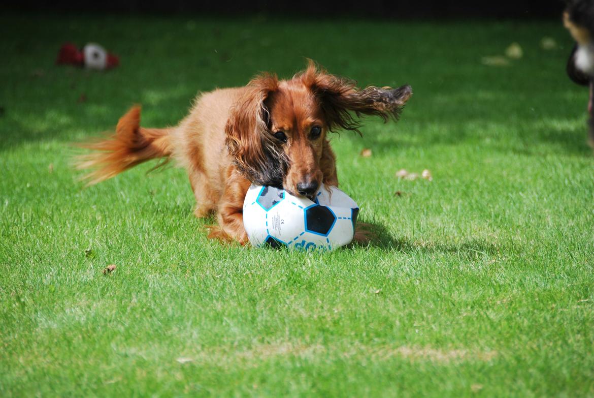 Gravhund Bastian / Basse billede 6