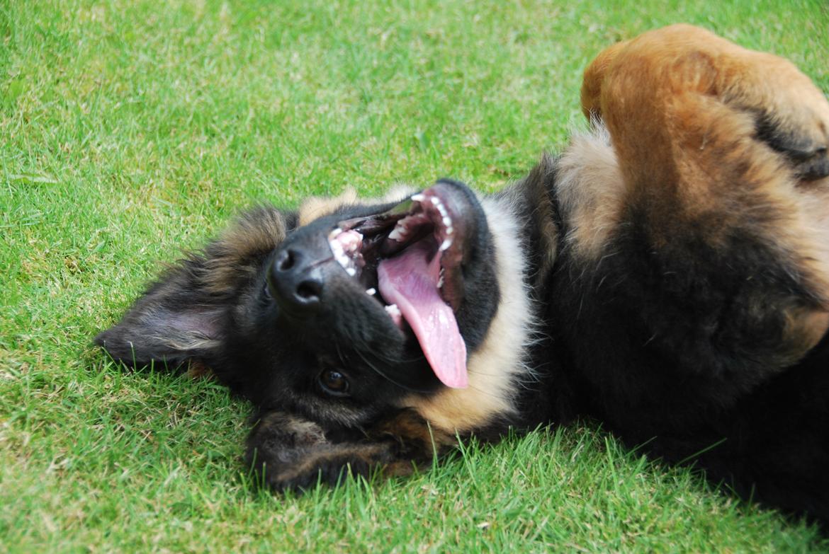 Schæferhund Kato billede 15
