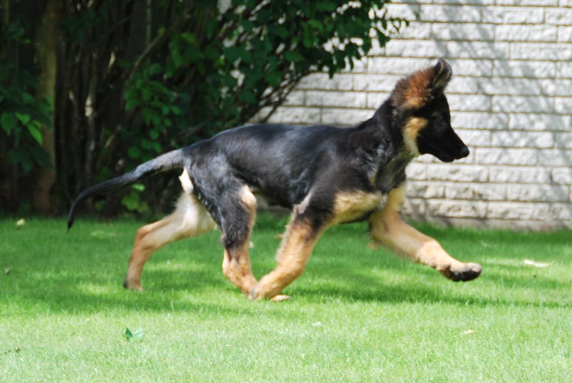 Schæferhund Kato billede 16