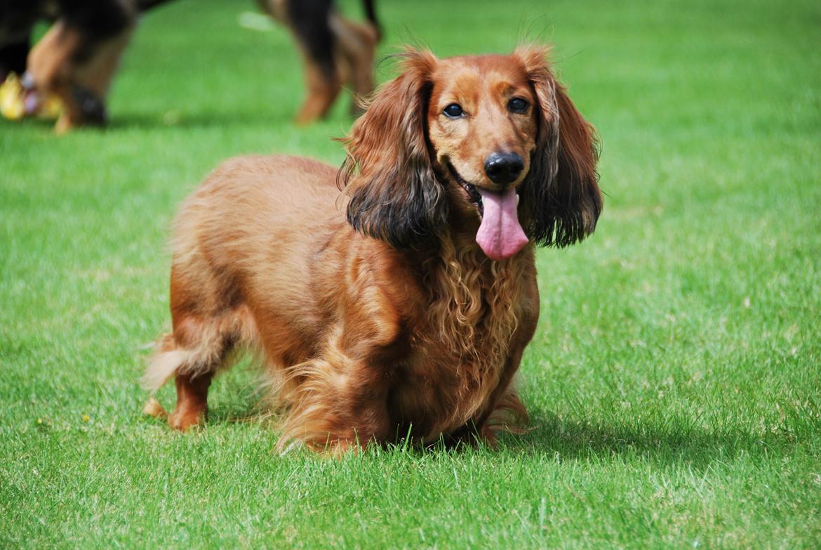 Gravhund Bastian / Basse billede 1