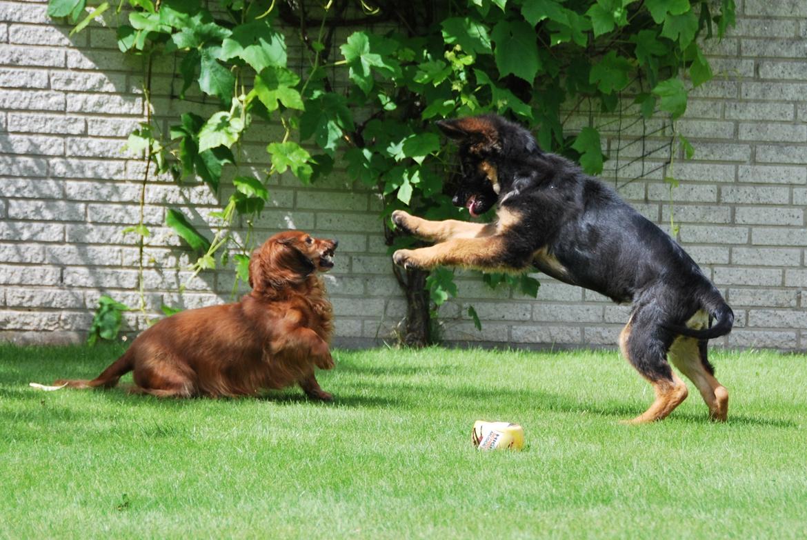 Schæferhund Kato billede 5