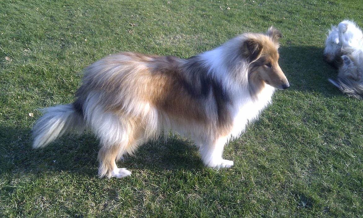 Collie langhåret Marselisborg´s Be My Valentine billede 6