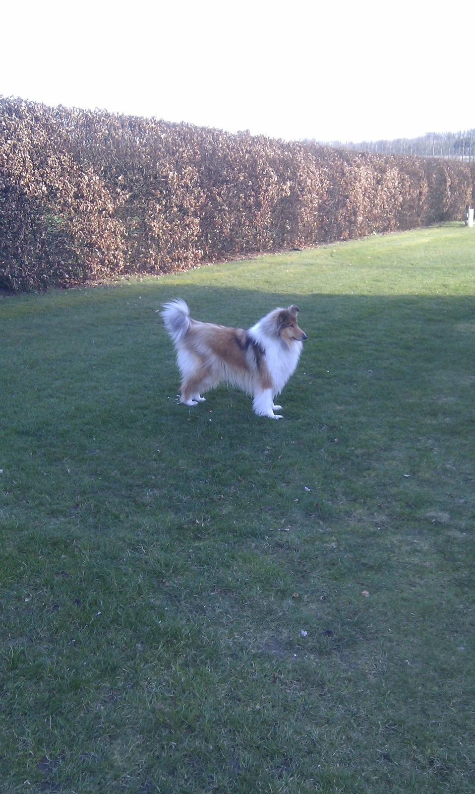 Collie langhåret Marselisborg´s Be My Valentine billede 7