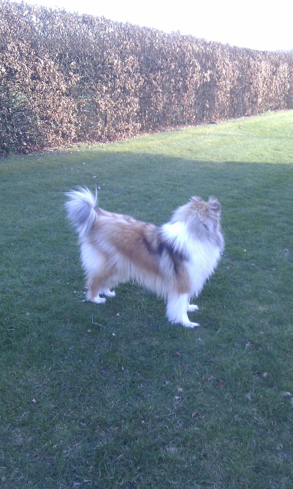 Collie langhåret Marselisborg´s Be My Valentine billede 8