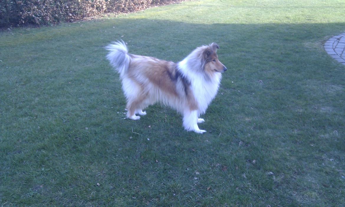 Collie langhåret Marselisborg´s Be My Valentine billede 9
