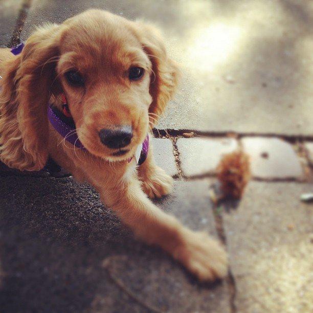 Cocker spaniel Freja billede 19