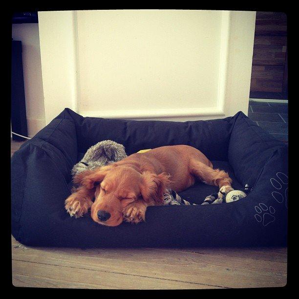 Cocker spaniel Freja billede 1