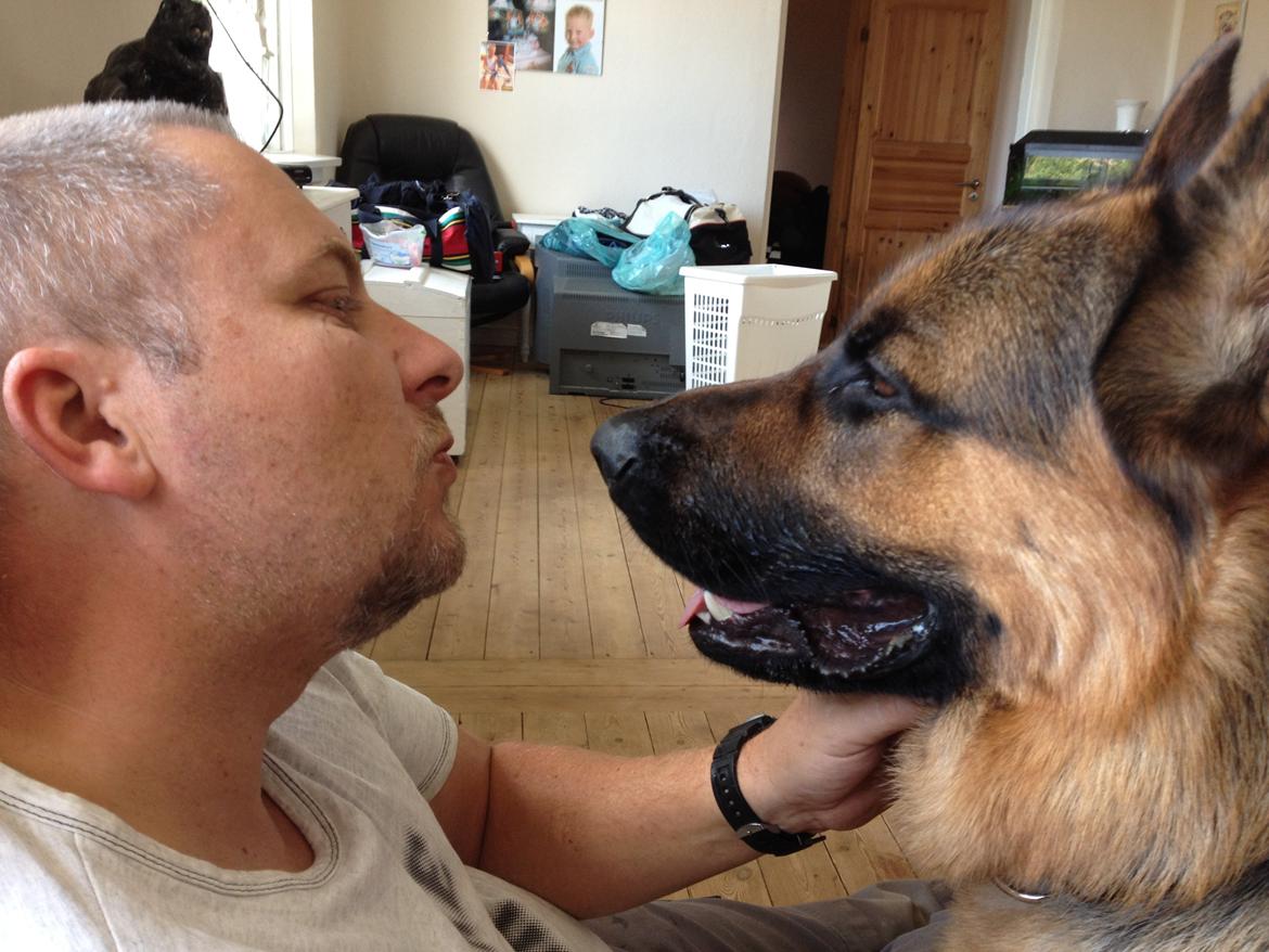 Schæferhund rino billede 16