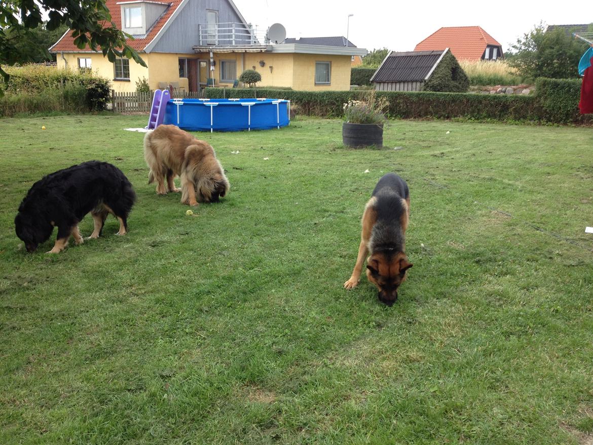 Schæferhund rino billede 17