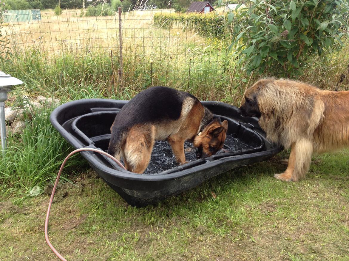 Schæferhund rino billede 18