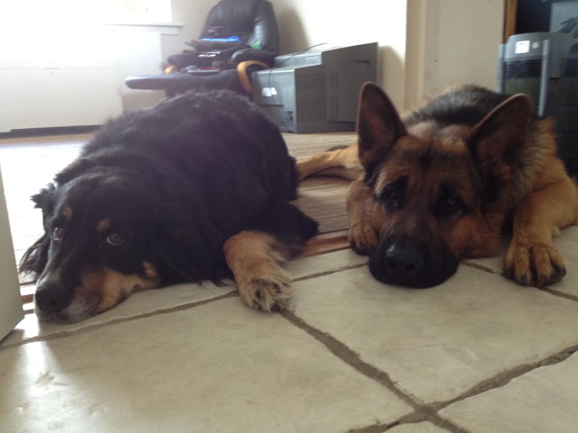 Schæferhund rino billede 19